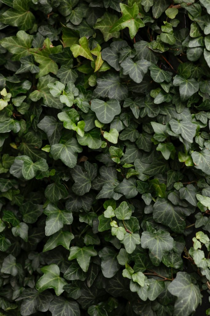The hidden danger of english ivy